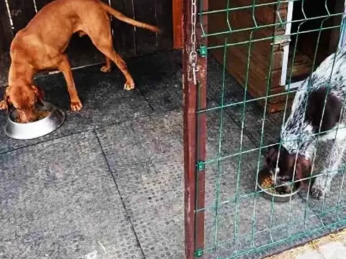 Gumene podloge za pse DEX u boksu sa psima