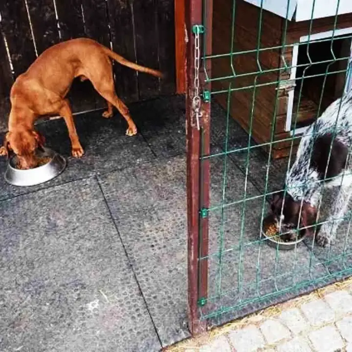 Gumene podloge za pse DEX u boksu
