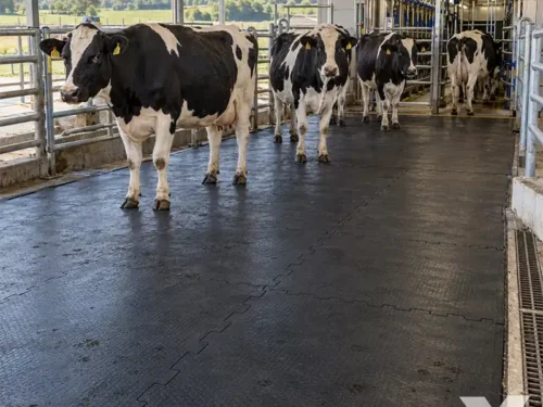 Podloge za izmuzišta i čekališta ispod krava u natkrivenom prostoru za čekanje pre muže.